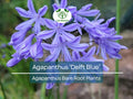 Agapanthus ‘Delft Blue’ Bare Root Plant – Summer-Blooming Lily of the Nile with Blue Flowers – Pollinator-Friendly, Drought-Tolerant