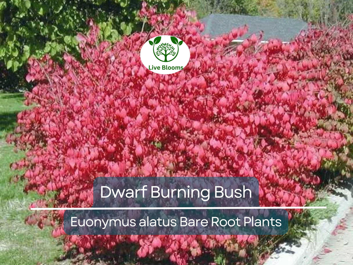 10 Dwarf Burning Bush Plants – Euonymus Alatus Bare Root Shrubs with Bright Red Fall Foliage – Hardy Ornamental Hedge Plants