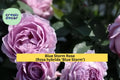 Live 2-Year-Old Blue Storm Rose Plant – Hybrid Tea Rose with Lavender-Blue Blooms, Strong Roots, Hardy in Zones 6–9