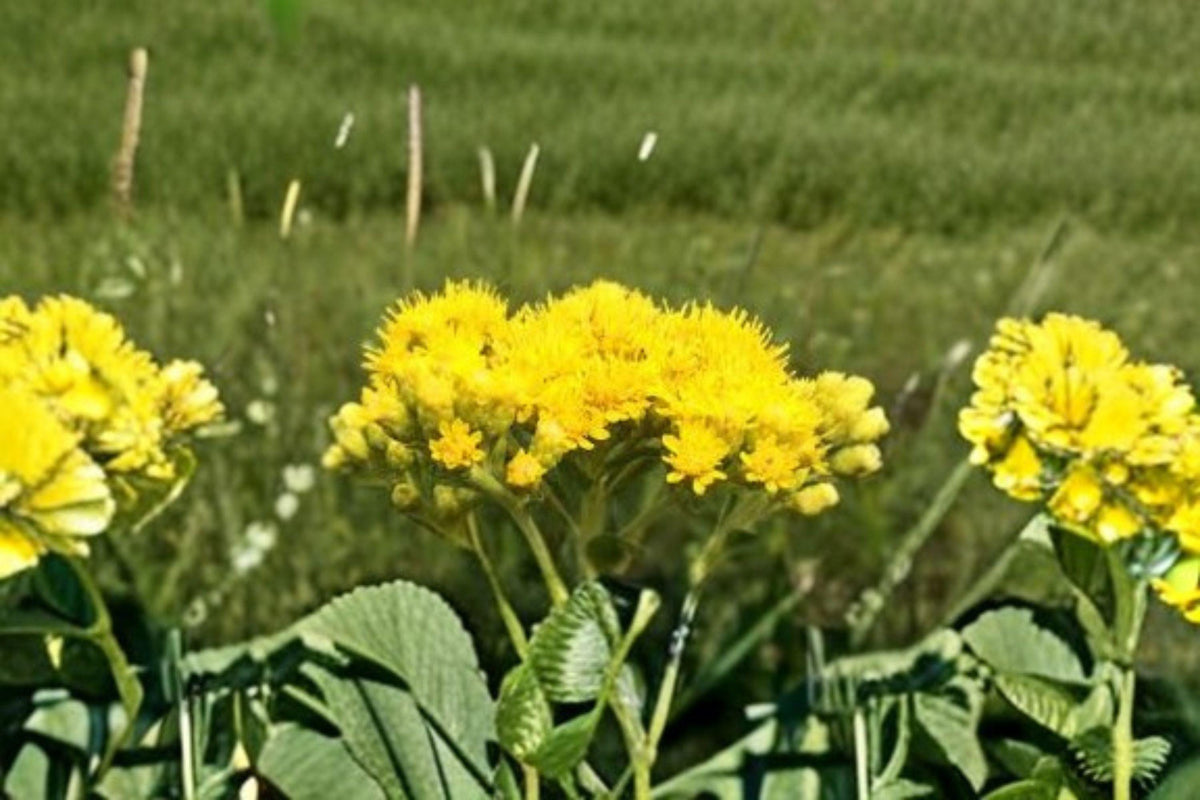 100 Seeds Oligoneuron Rigidum Stiff Goldenrod Native Wildflower Perennial Pollinator Garden