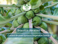 250 Seeds Catskill Brussel Sprouts Heirloom Brassica oleracea for Home Gardening, Cool Weather Crop, Nutritious Harvest