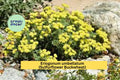 Eriogonum umbellatum Seeds – Sulfurflower Buckwheat, Drought-Tolerant Perennial, Yellow Wildflower for Dry Slopes, 100 Seeds