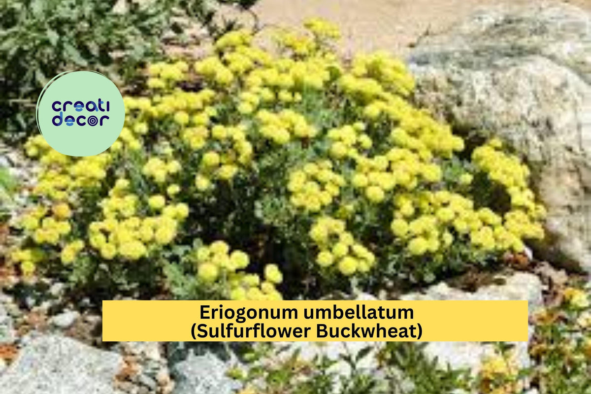 Eriogonum umbellatum Seeds – Sulfurflower Buckwheat, Drought-Tolerant Perennial, Yellow Wildflower for Dry Slopes, 100 Seeds