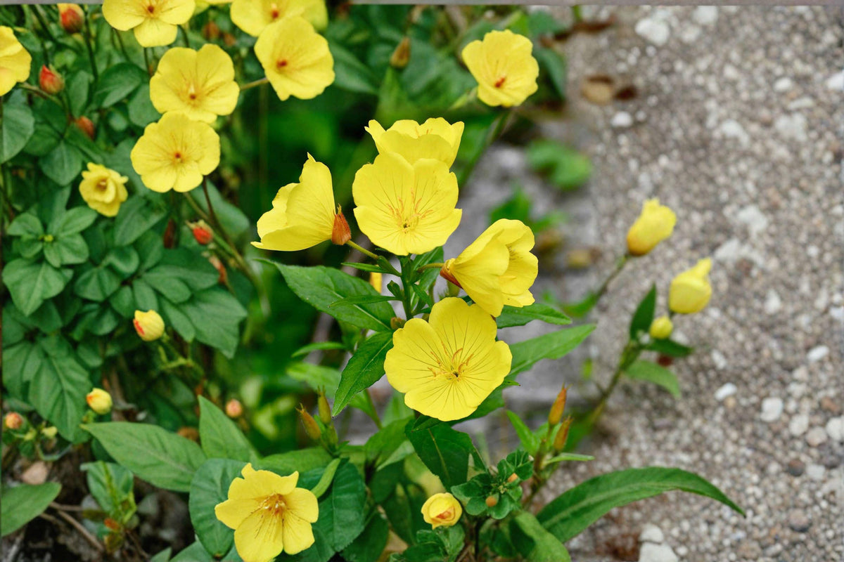 Evening Primrose Seeds – Oenothera biennis, Native Wildflower, Night-Blooming Pollinator Plant, Drought Tolerant, 200 Seeds