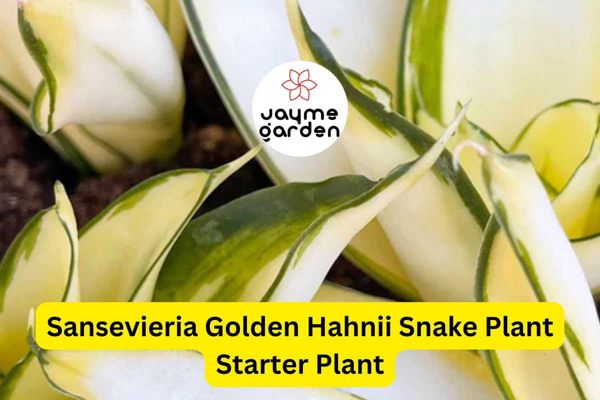 Sansevieria Golden Hahnii Snake Plant Starter – Dwarf Variegated Houseplant, Air-Purifying, Low Maintenance, Bird’s Nest, Dracaena trifasciata