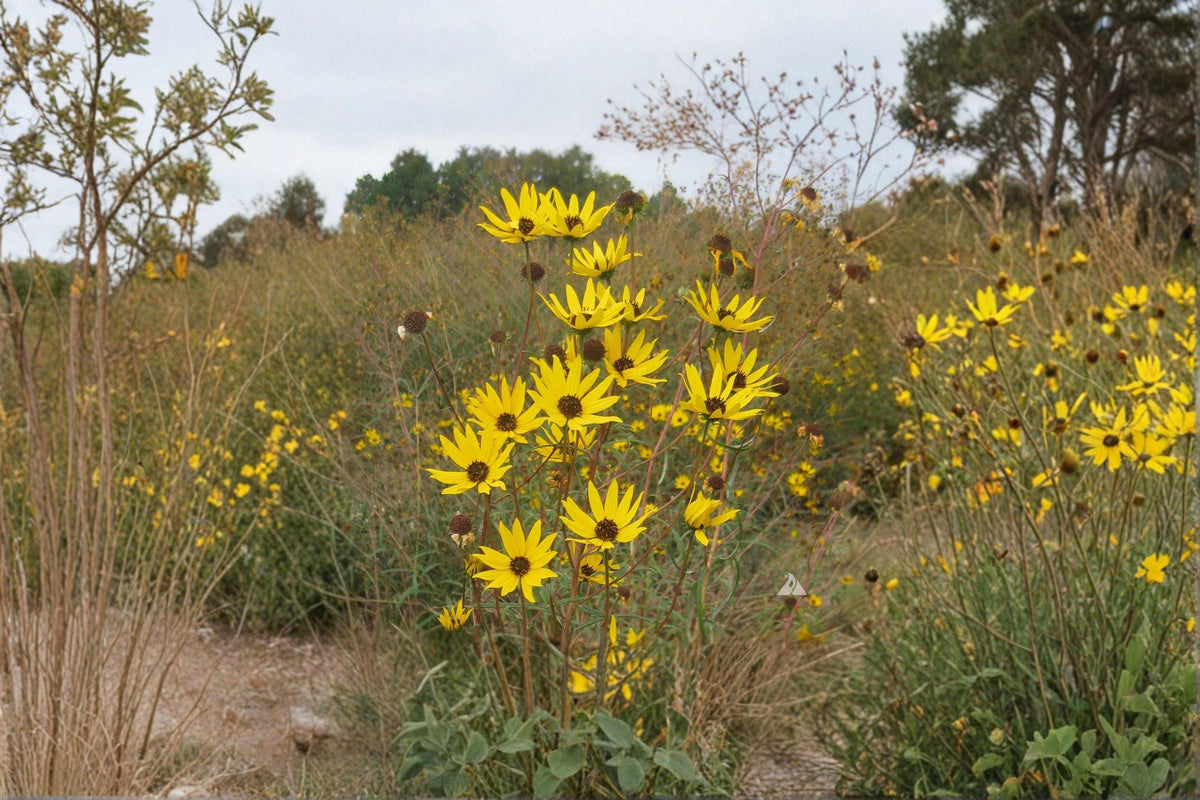 Swamp Sunflower Seeds – Helianthus angustifolius – Bright Yellow Wildflower for Pollinator Gardens & Natural Landscapes – 100 Seeds
