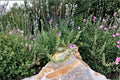Variegated Compact Pelargonium Cuttings - Pink Flowers, Ornamental Foliage, Geranium, Pelargonium spp.
