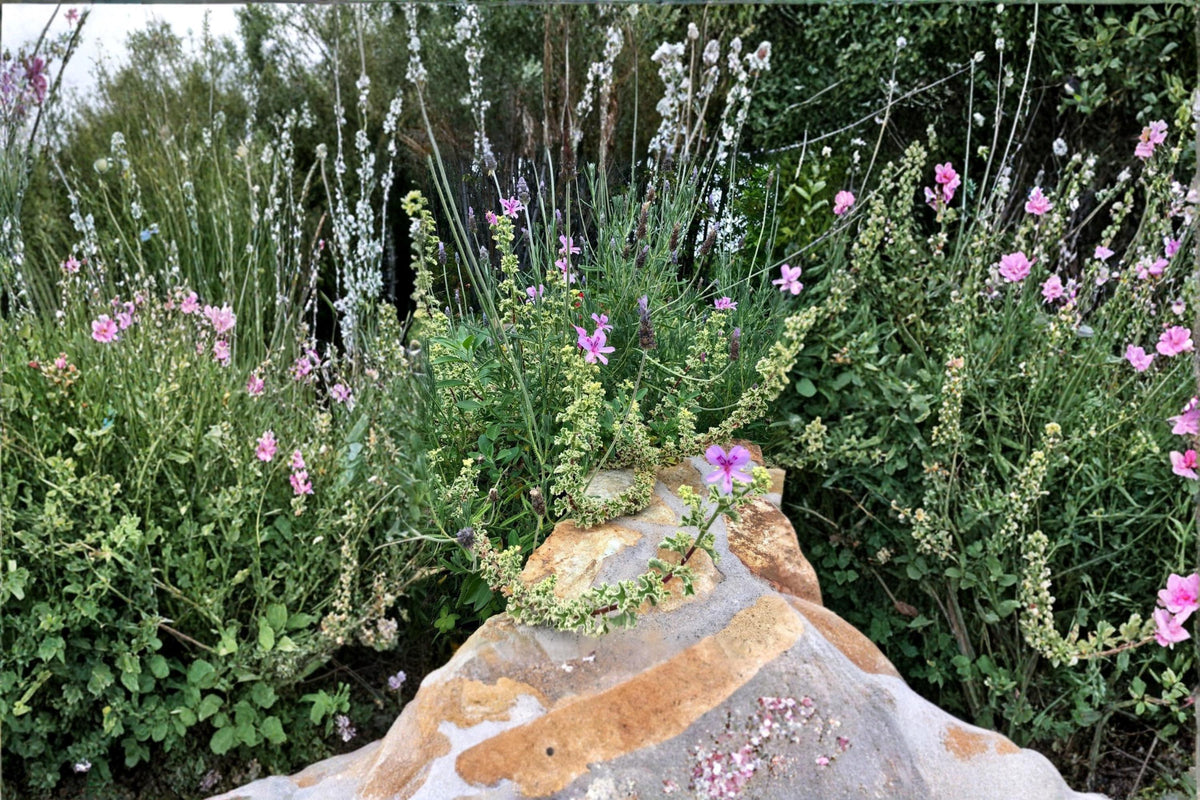 Variegated Compact Pelargonium Cuttings - Pink Flowers, Ornamental Foliage, Geranium, Pelargonium spp.
