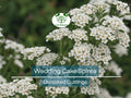 White Wedding Cake Spirea Unrooted Cuttings – 6-8 Inches, Hardy Ornamental Shrub for Landscaping & Gardens, Spiraea prunifolia