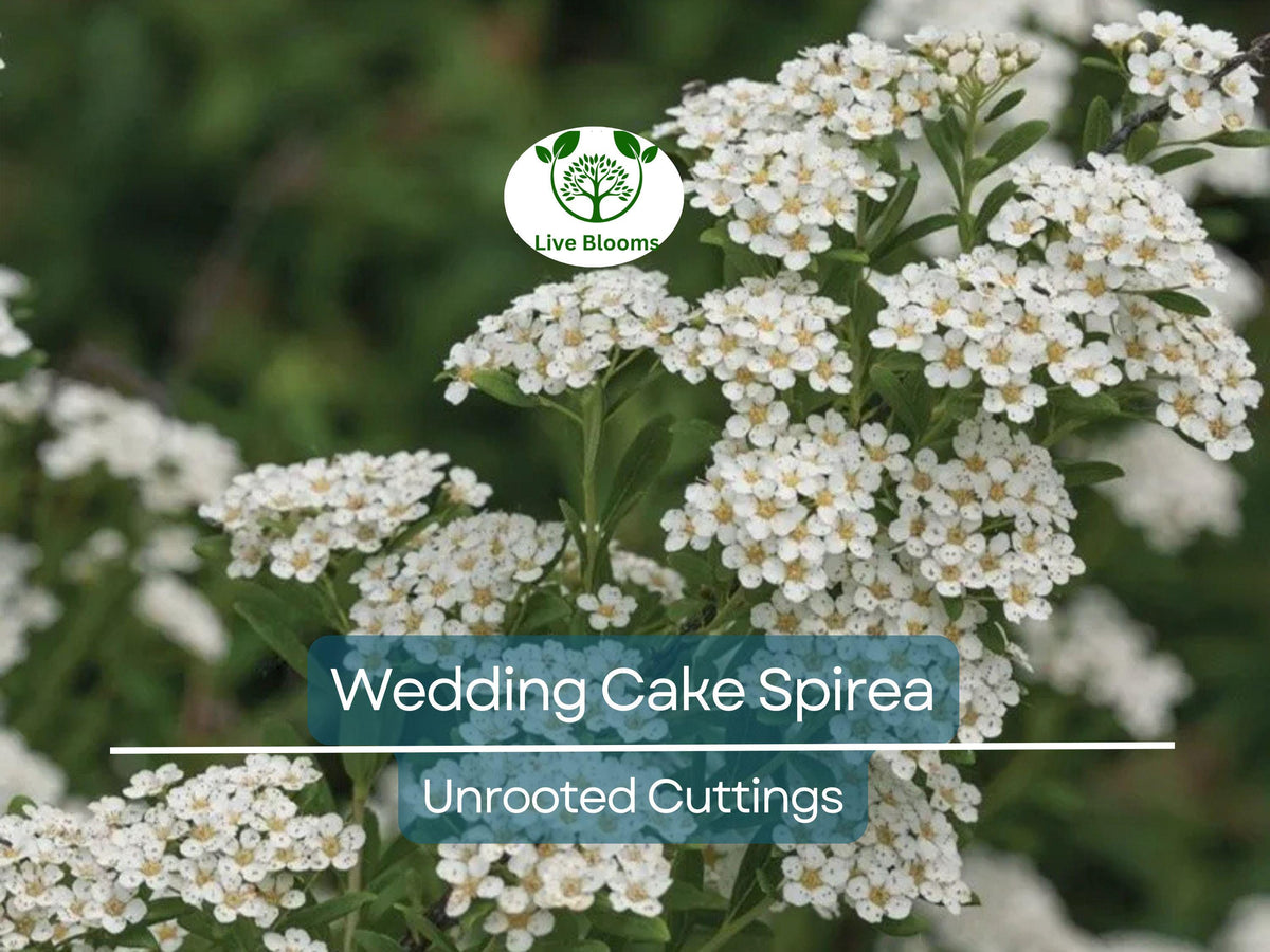 White Wedding Cake Spirea Unrooted Cuttings – 6-8 Inches, Hardy Ornamental Shrub for Landscaping & Gardens, Spiraea prunifolia