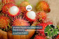 Grafted Rambutan Tree Nephelium lappaceum – Exotic Fruit-Bearing Tree for Tropical Gardens