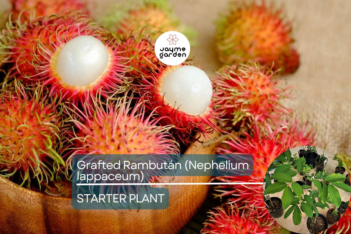Grafted Rambutan Tree Nephelium lappaceum – Exotic Fruit-Bearing Tree for Tropical Gardens