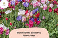 Mammoth Mix Sweet Pea Seeds | Lathyrus odoratus Tall Climbing Vine | Colorful Flowers for Garden, Trellis & Fence