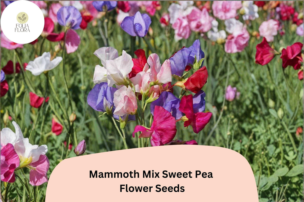 Mammoth Mix Sweet Pea Seeds | Lathyrus odoratus Tall Climbing Vine | Colorful Flowers for Garden, Trellis & Fence