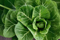Collard Vates Seeds - Heirloom, Cold-Hardy, Blue-Green Leaves, Brassica oleracea var. viridis, Vegetable Seeds