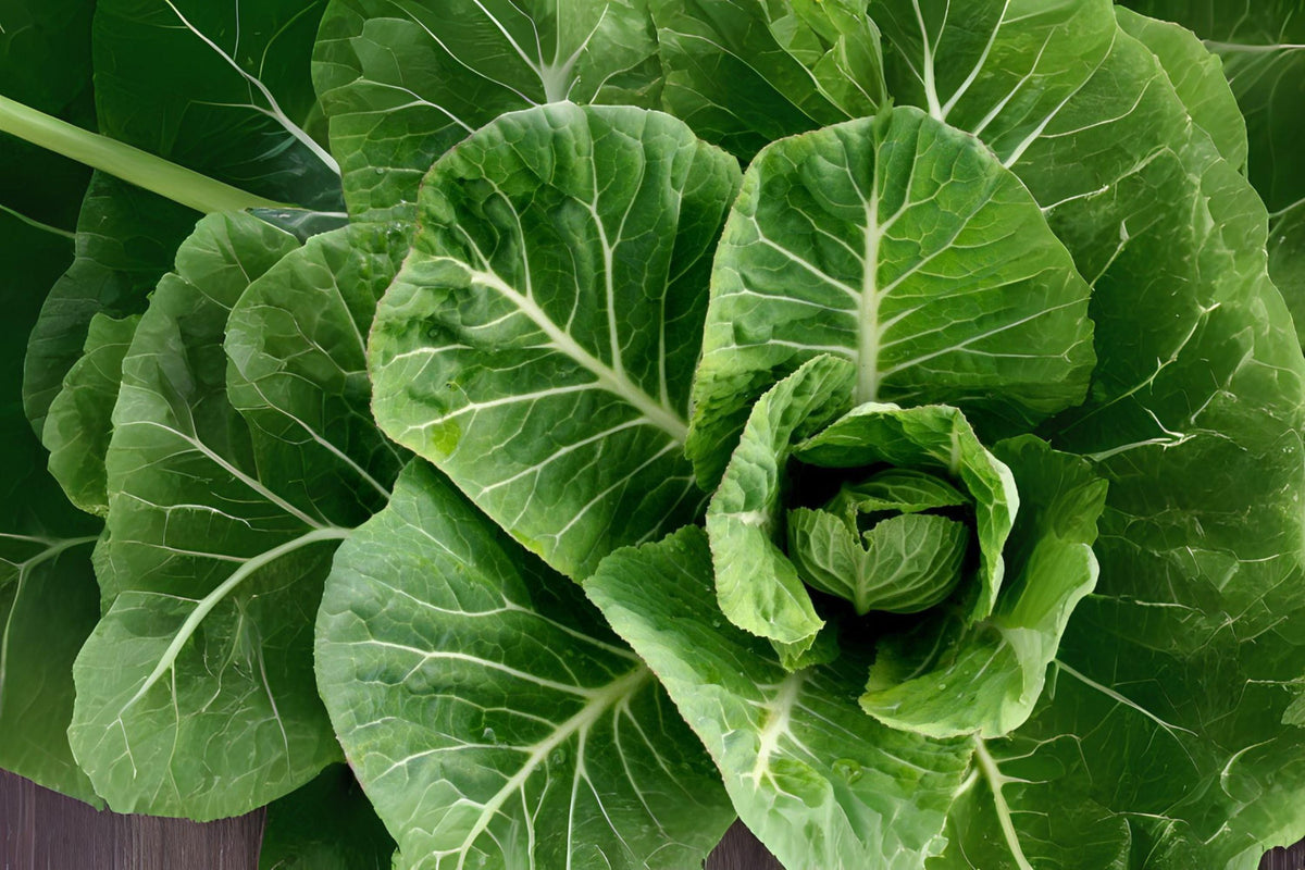 Collard Vates Seeds - Heirloom, Cold-Hardy, Blue-Green Leaves, Brassica oleracea var. viridis, Vegetable Seeds
