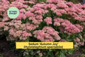 6 Bare Root Sedum ‘Autumn Joy’ Succulent Perennials with Pink Flowers, Drought-Tolerant Pollinator Garden Plants