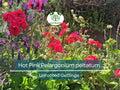 Hot Pink Pelargonium Peltatum Ivy Geranium Cuttings – 6" Unrooted Live Plant for Hanging Baskets & Gardens