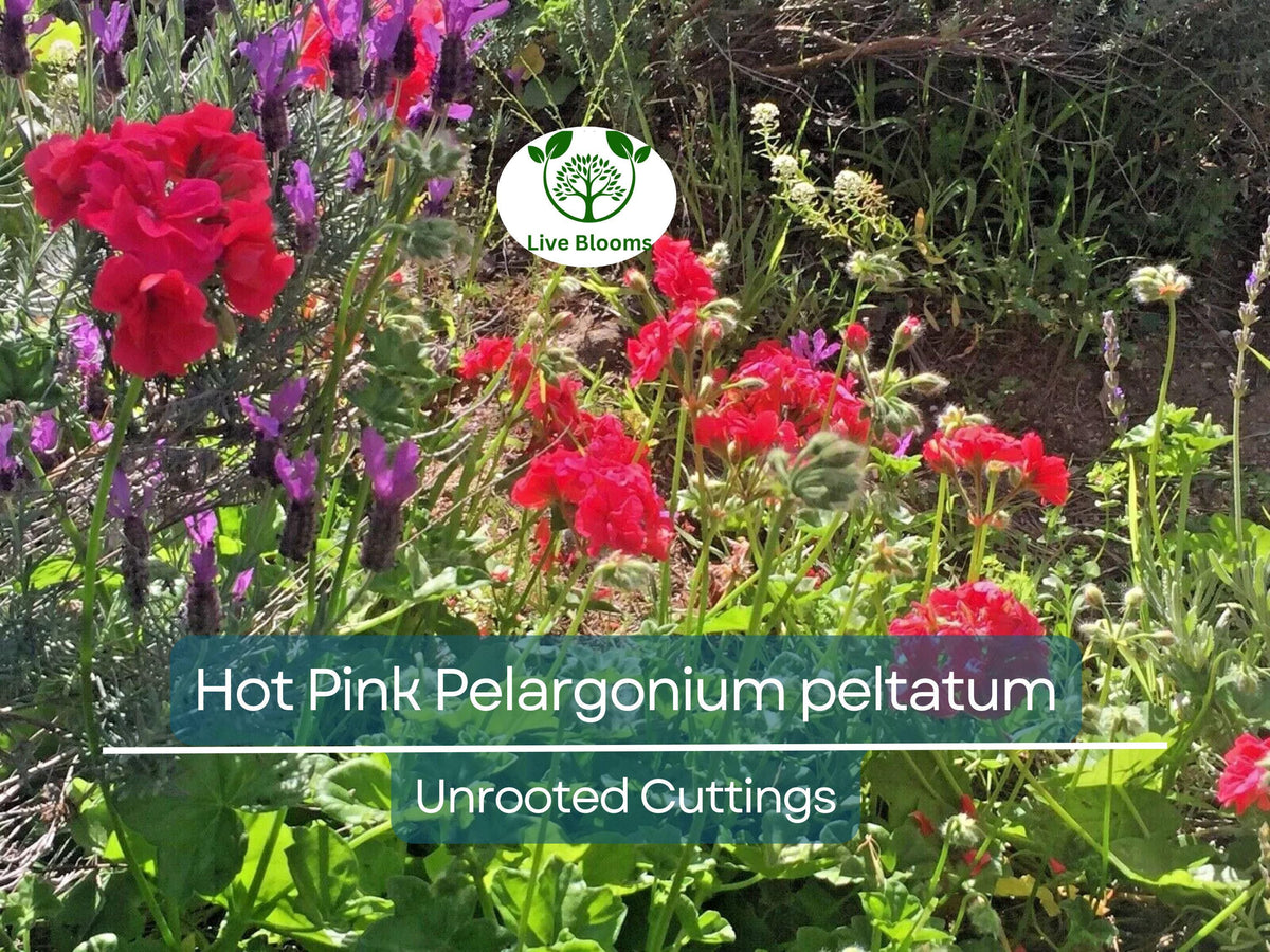 Hot Pink Pelargonium Peltatum Ivy Geranium Cuttings – 6" Unrooted Live Plant for Hanging Baskets & Gardens