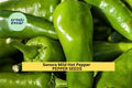 3pcs Sonora Mild Hot Pepper Seeds – Capsicum annuum, Green to Red, Early Maturing, for Roasting, Salsa & Garden Growing