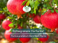 Parfianka Pomegranate Tree – Bare Root 7" – Sweet-Tart Fruit, Cold Hardy, Self-Pollinating, Punica granatum