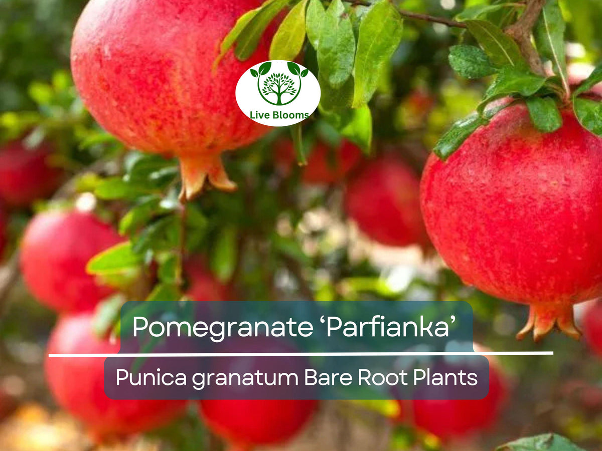 Parfianka Pomegranate Tree – Bare Root 7" – Sweet-Tart Fruit, Cold Hardy, Self-Pollinating, Punica granatum