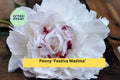 Peony ‘Festiva Maxima’ Live Plants | Bare Root Perennial with White Double Blooms | Paeonia lactiflora for Garden Borders & Cut Flowers