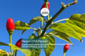 Pequin Chili Pepper Seeds – 50+ Non-GMO Capsicum annuum for Hot, Smoky, Citrus-Flavored Peppers, Compact 24-Inch Plant, Perfect for Salsas & Drying