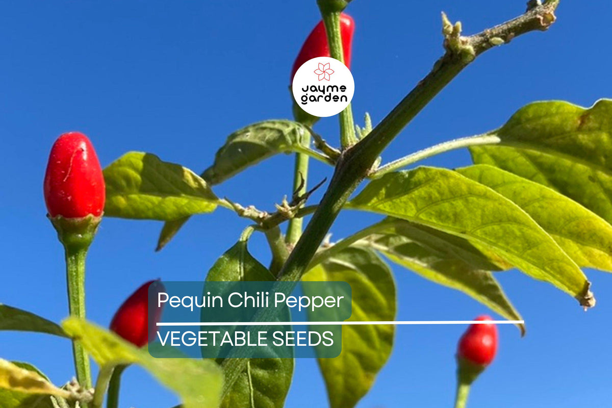 Pequin Chili Pepper Seeds – 50+ Non-GMO Capsicum annuum for Hot, Smoky, Citrus-Flavored Peppers, Compact 24-Inch Plant, Perfect for Salsas & Drying