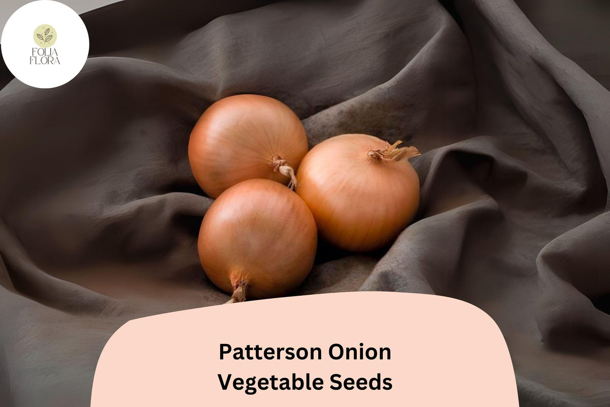 500+ Patterson Onion Seeds | Long-Day Storage Onion | Golden Yellow Heirloom | Allium cepa Garden Seeds
