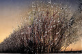 Pussy Willow Cuttings 10 Unrooted Salix japonica Early Flowering Shrub or Small Tree