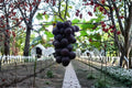 Kyoho Grape Live Plant – 2-3 FT Vitis vinifera Japanese Table Grape Vine for Garden or Vineyard