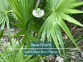 3 Dwarf Palm Trees – Live Bare Root Tropical Palms – Cold Hardy Indoor/Outdoor Plants – Compact, Low Maintenance, Drought-Resistant