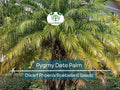 15 Pygmy Date Palm Seeds – Indoor Dwarf Phoenix Roebelenii Tropical Houseplant, Easy to Grow, Low Light, Compact Palm Tree Seeds