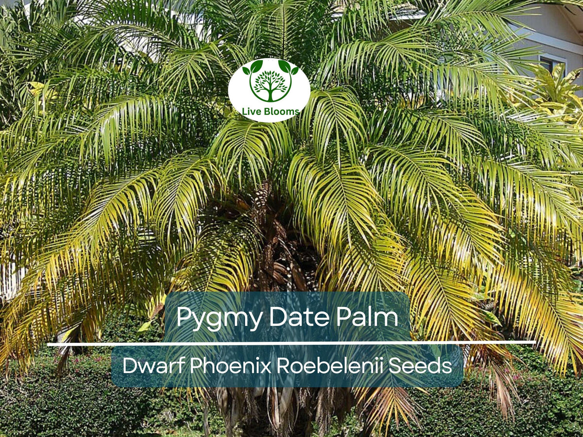 15 Pygmy Date Palm Seeds – Indoor Dwarf Phoenix Roebelenii Tropical Houseplant, Easy to Grow, Low Light, Compact Palm Tree Seeds