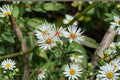 Heath Aster Seeds, White Wildflower, Pollinator Perennial, Symphyotrichum pilosus, Native North American Wildflower