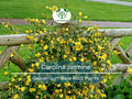 Carolina Jasmine Vines – 6 Live Climbing Plants with Roots – Fragrant Yellow Flowers – Evergreen Gelsemium sempervirens Starter Pack