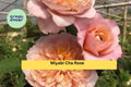 Miyabi Cha Rose Cuttings – 3 Peach-Pink Flowering Rose Stems for Rooting or Grafting – Rosa spp.