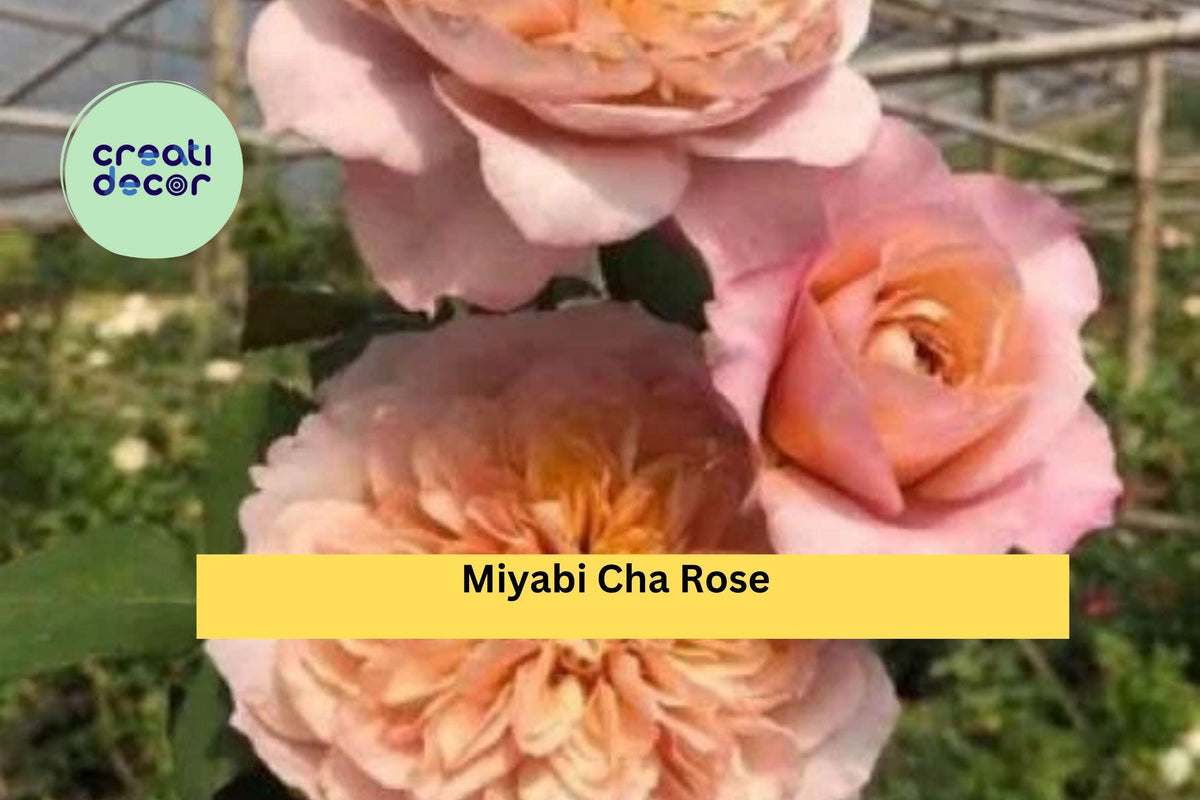 Miyabi Cha Rose Cuttings – 3 Peach-Pink Flowering Rose Stems for Rooting or Grafting – Rosa spp.