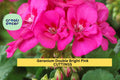 Double Bright Pink Geranium Cuttings – 5" Pelargonium spp. Unrooted Stem for Pots, Borders, Baskets