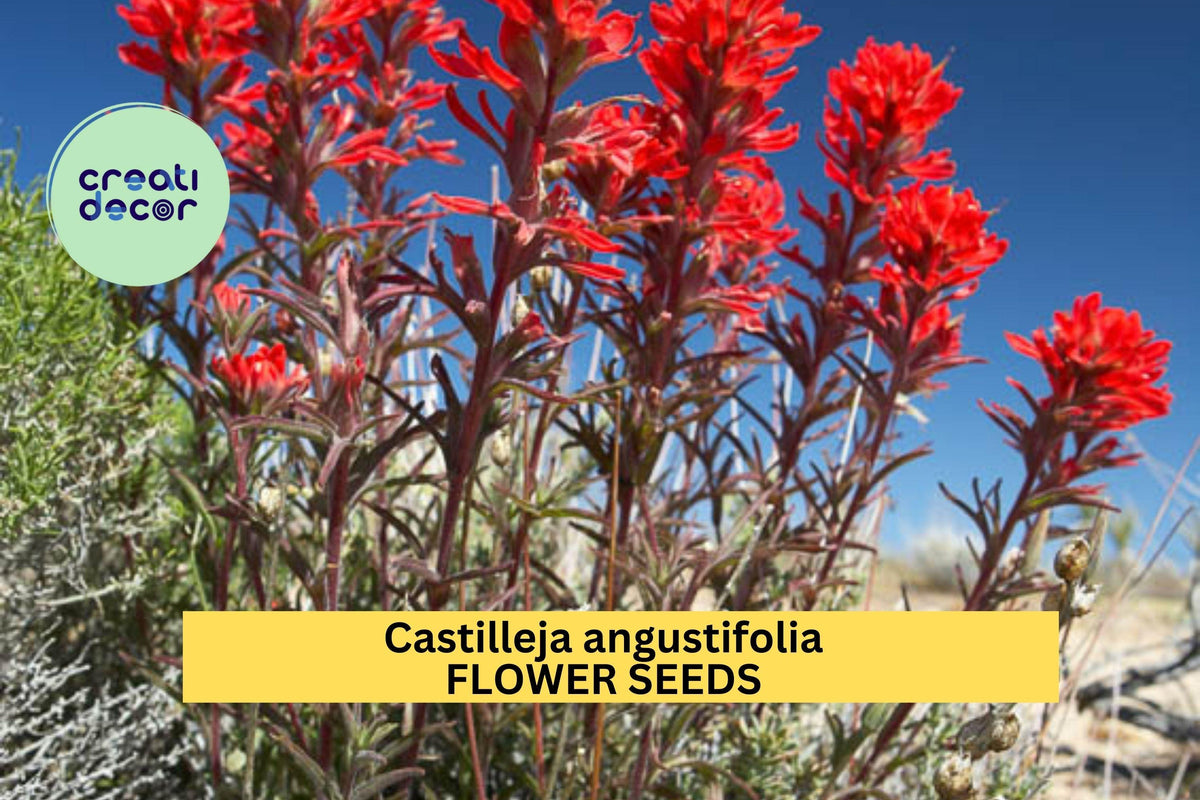2pcs of Castilleja angustifolia v. dubia Wildflower Seeds – Northwestern Indian Paintbrush, Red-Orange Blooms, Native Prairie Plant