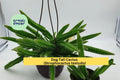Dog Tail Cactus Rooted Bare Root Plant | Trailing Succulent Strophocactus testudo | Easy Care Indoor Outdoor