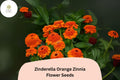 100+ Zinderella Orange Zinnia Seeds – Double Bloom Non-GMO Annual Flowers for Garden & Bouquets – Zinnia elegans