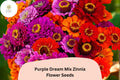 Purple Dream Mix Zinnia Seeds - Violet Bloom Mix, Cut Flowers, Zinnia elegans, Annual Flower for Beds & Containers