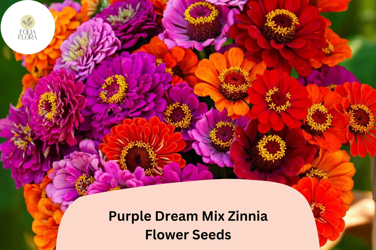 Purple Dream Mix Zinnia Seeds - Violet Bloom Mix, Cut Flowers, Zinnia elegans, Annual Flower for Beds & Containers