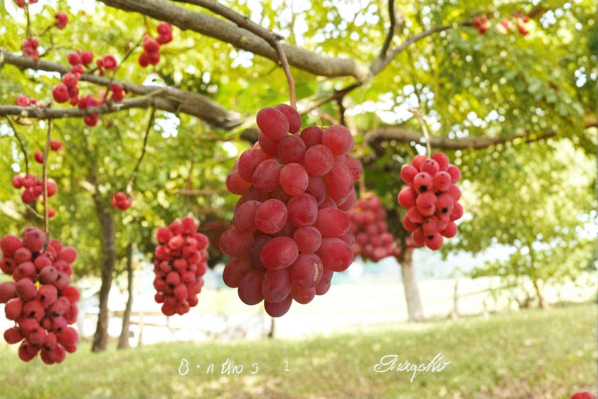 Kaiji Grape Vine Cuttings 6-8" | Unrooted Vitis vinifera ‘Kaiji’ Fruit Climbing Vine