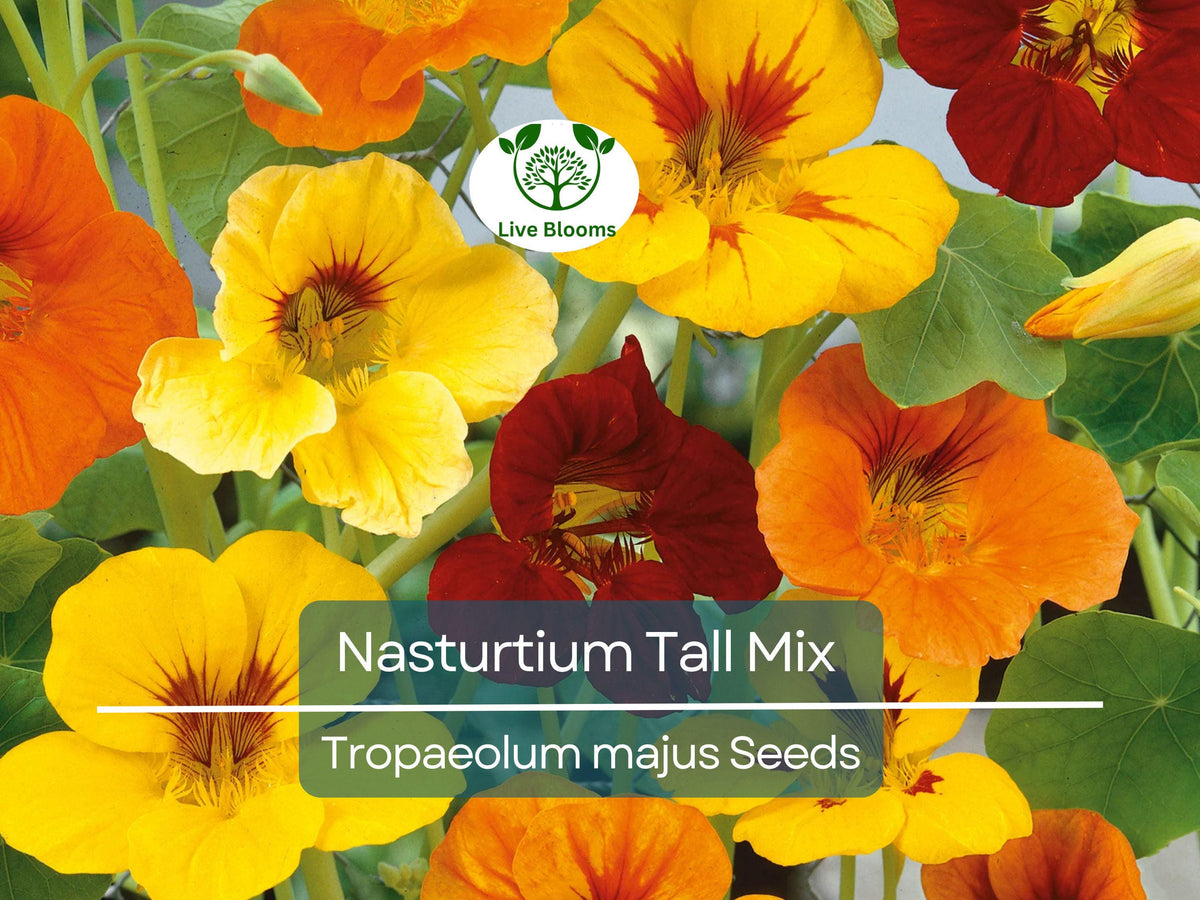 Nasturtium Seeds Tall Mix – Edible Flowers, Vibrant Colors, Heirloom Non-GMO, Garden & Culinary Use, 25 Seeds