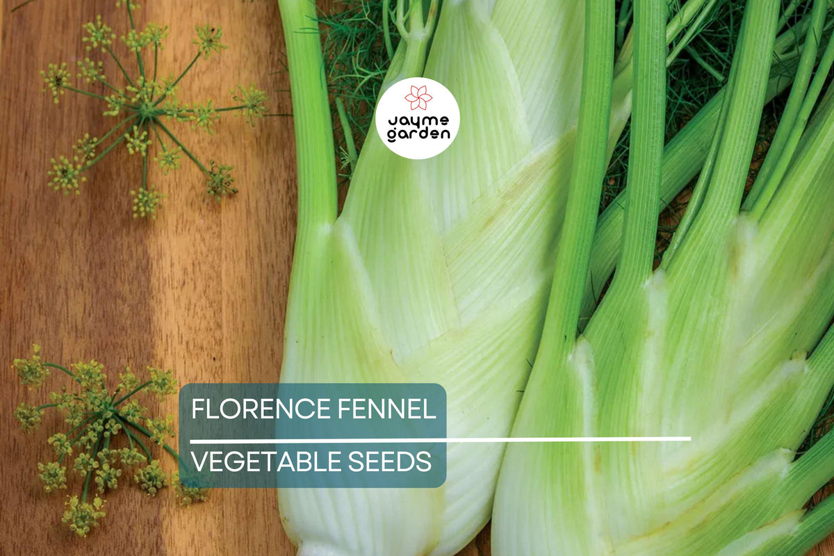 400 Florence Fennel Seeds – Non-GMO Heirloom Herb & Vegetable Seeds for Culinary & Pollinator Gardens