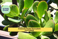 8 Jade Plant Cuttings – Crassula ovata Succulent Stems for Propagation, Indoor Garden, Pots & Arrangements