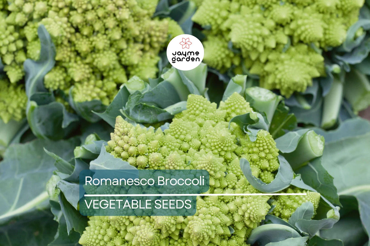 Romanesco Broccoli Seeds – Non-GMO Heirloom, Fractal Shape, Nutty Flavor, Organic Gardening, USA Seller